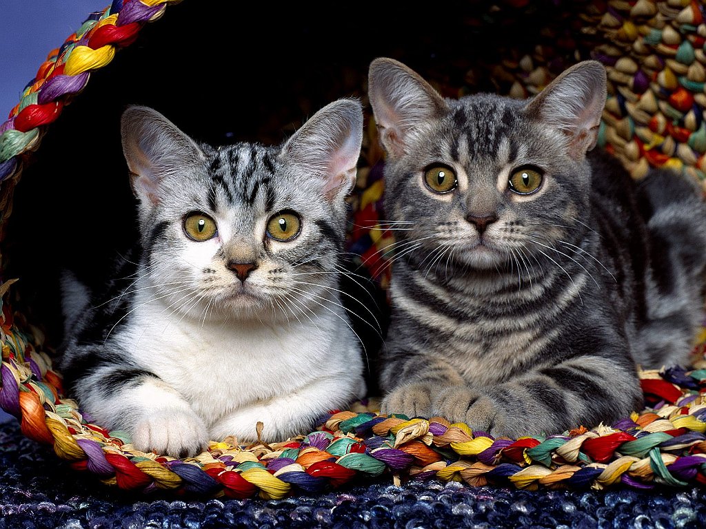 Curious Cats